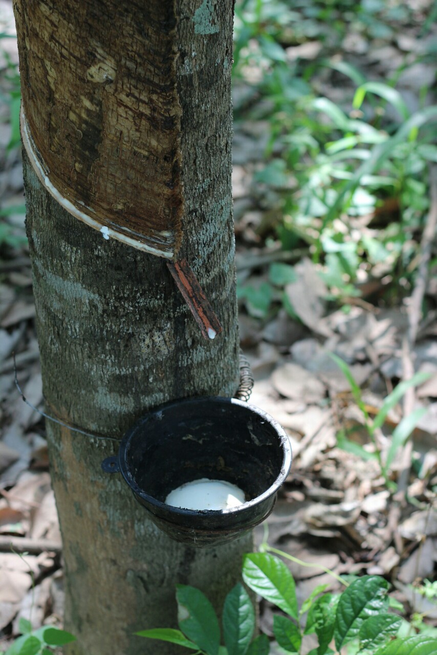 Braziliaanse rubberboom, latex voor keepershandschoenen